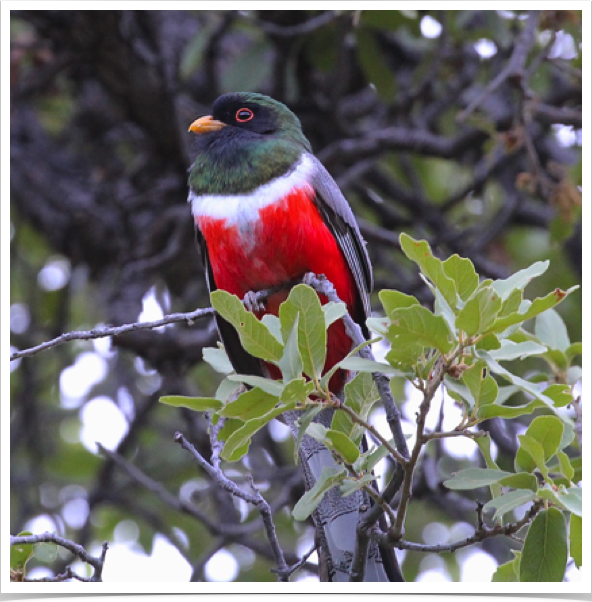 Elegant Trogon